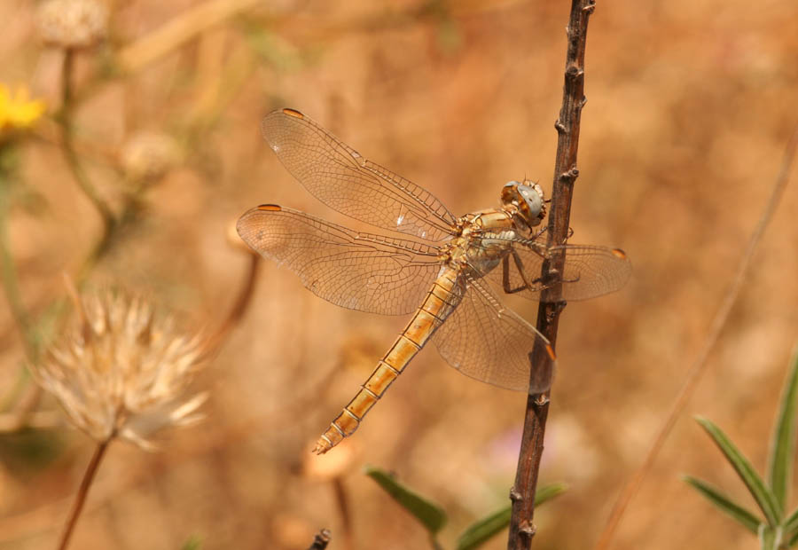Orthetrum coerulescens e O. brunneum